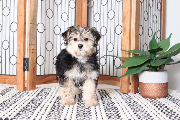 Ada - Pretty Female Hava-York Puppy - Image 4