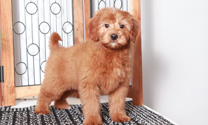 Adam - Dashing Red Male Mini F1B Goldendoodle Puppy
