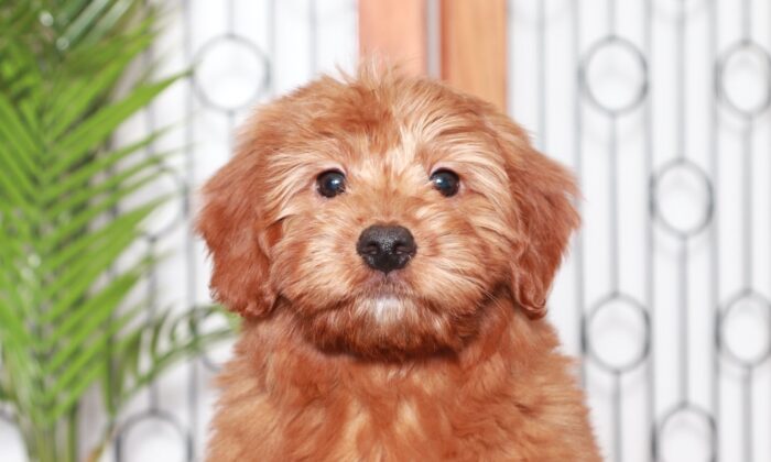 Adam - Dashing Red Male Mini F1B Goldendoodle Puppy - Image 2