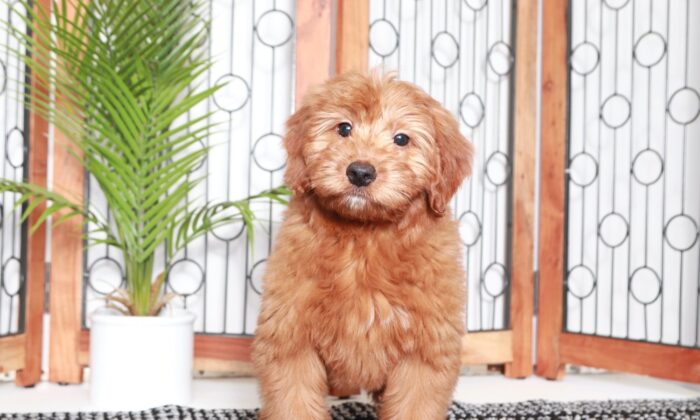Adam - Dashing Red Male Mini F1B Goldendoodle Puppy - Image 3