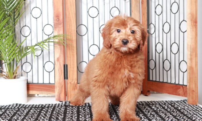 Adam - Dashing Red Male Mini F1B Goldendoodle Puppy - Image 4