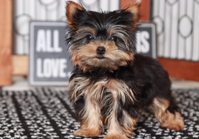 Addie - Most Beautiful Female Teacup AKC Yorkie Puppy - Image 5