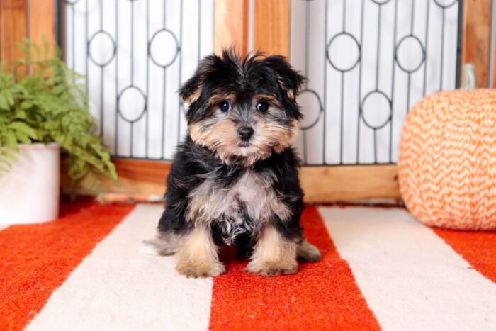 Addie  - Cuddly Little Female Morkie Puppy