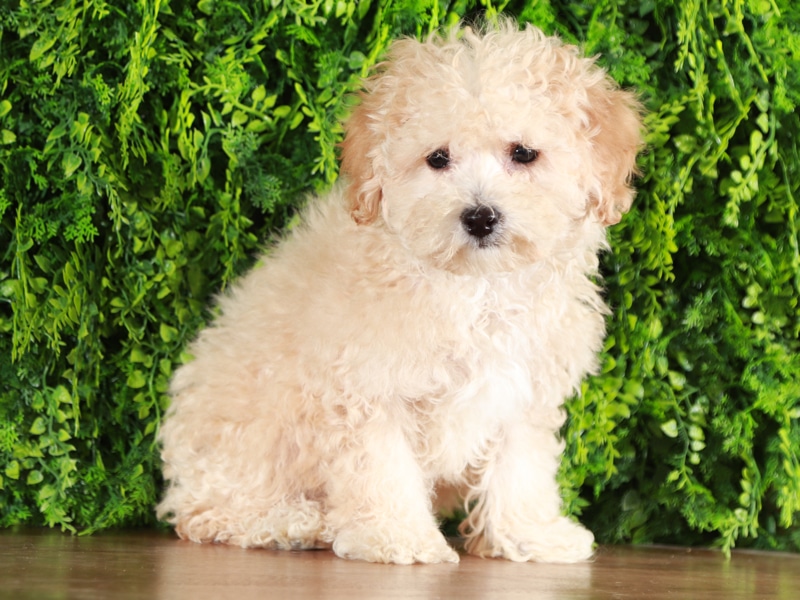 How Do I Buy A Puppy Online