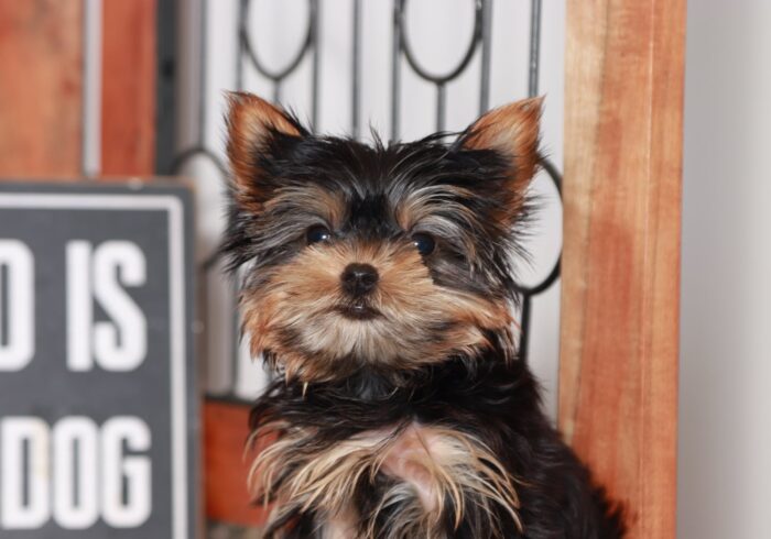 Addie - Most Beautiful Female Teacup AKC Yorkie Puppy - Image 2