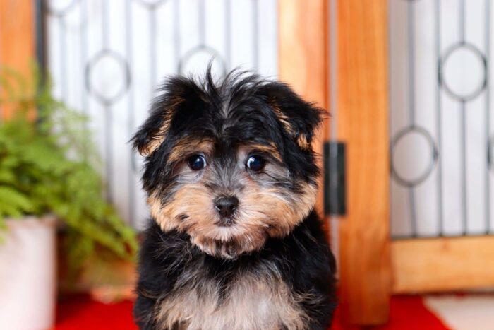 Addie  - Cuddly Little Female Morkie Puppy - Image 2