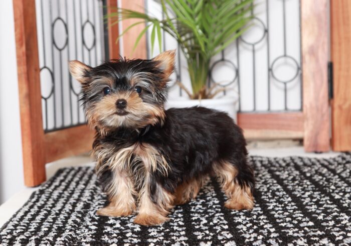 Addie - Most Beautiful Female Teacup AKC Yorkie Puppy - Image 3