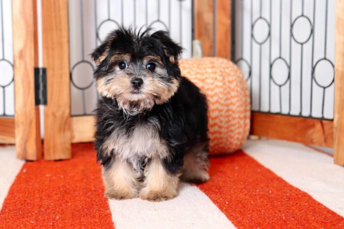 Addie  - Cuddly Little Female Morkie Puppy - Image 3
