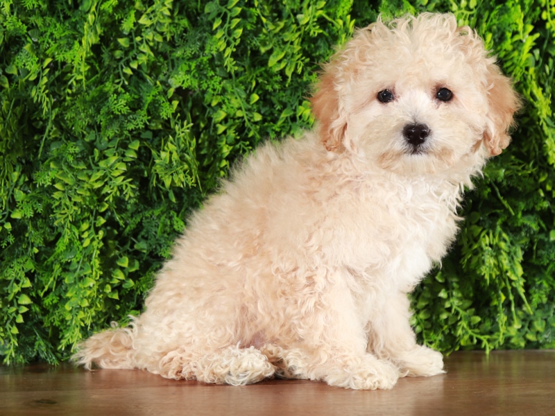 How Do I Buy A Puppy Online