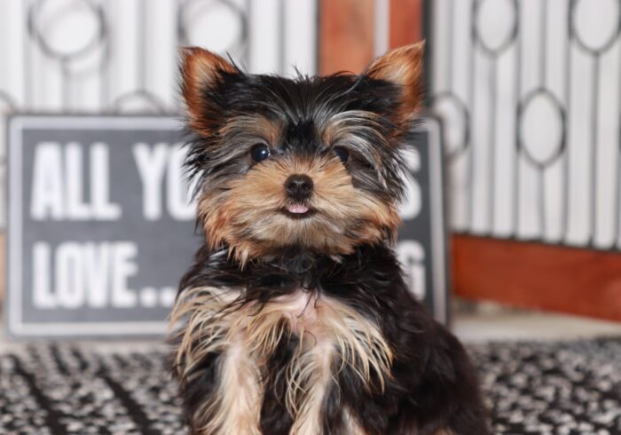 Addie - Most Beautiful Female Teacup AKC Yorkie Puppy - Image 4