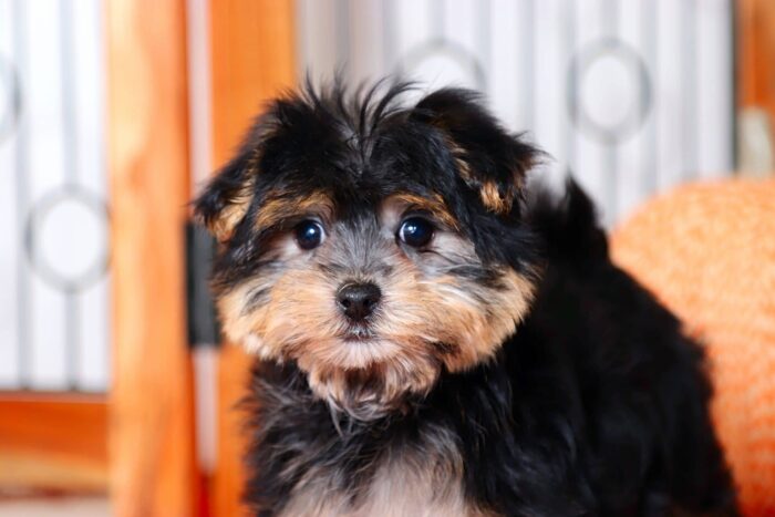 Addie  - Cuddly Little Female Morkie Puppy - Image 4