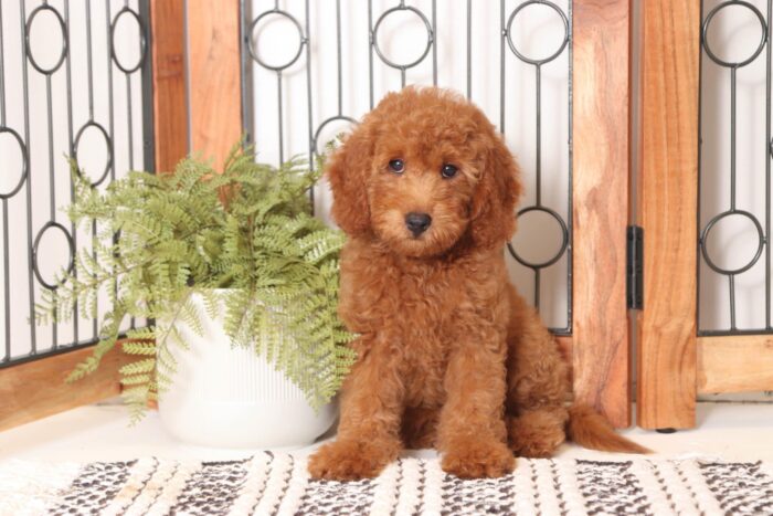 Adele - Loving Female F1B Goldendoodle