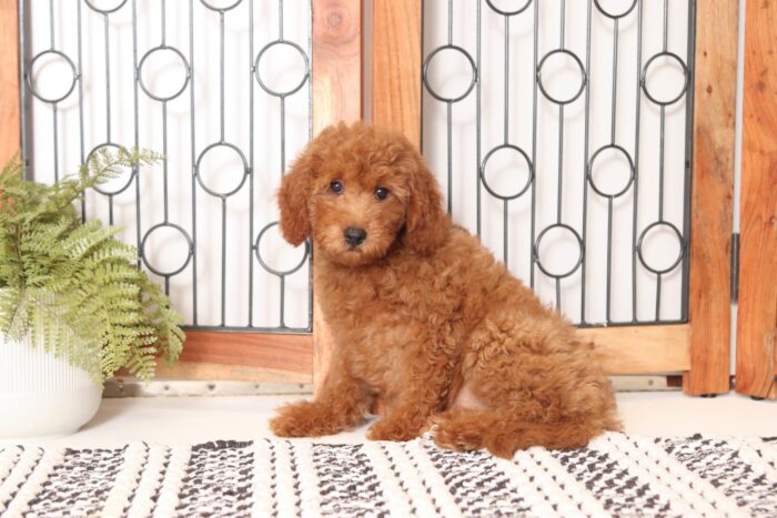 Adele - Loving Female F1B Goldendoodle - Image 3