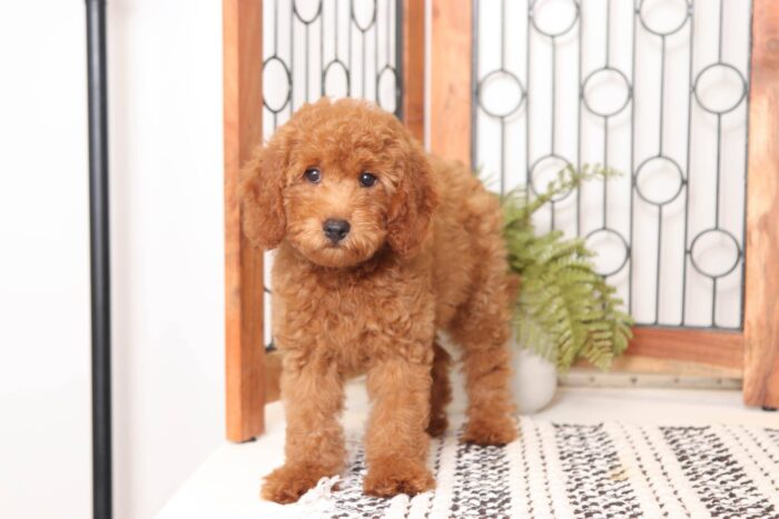 Adele - Loving Female F1B Goldendoodle - Image 4