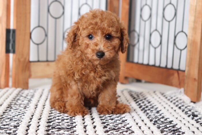 Admiral - Cuddly Male Red ACA Toy Poodle Puppy