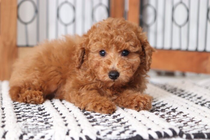 Admiral - Cuddly Male Red ACA Toy Poodle Puppy - Image 2