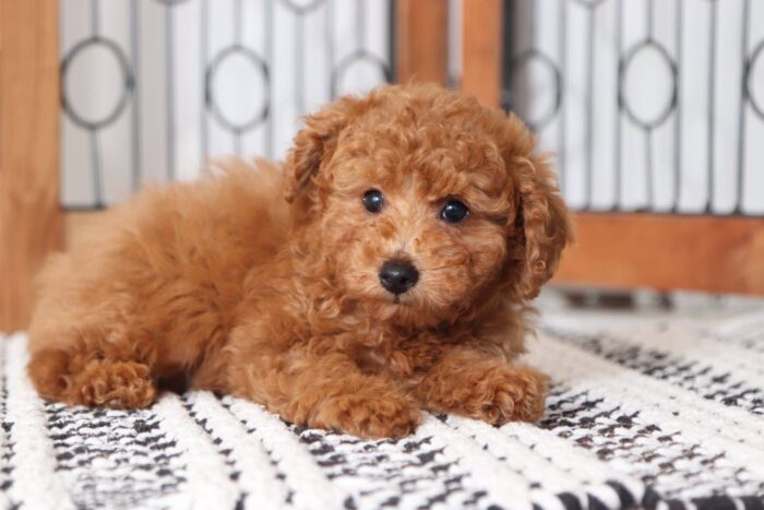 Admiral - Cuddly Male Red ACA Toy Poodle Puppy - Image 3