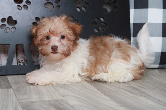 Aladdin - Cuddly Little ACA Tan/Wht Male Havanese Puppy
