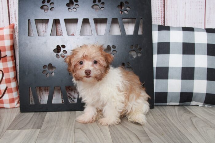 Aladdin - Cuddly Little ACA Tan/Wht Male Havanese Puppy - Image 2