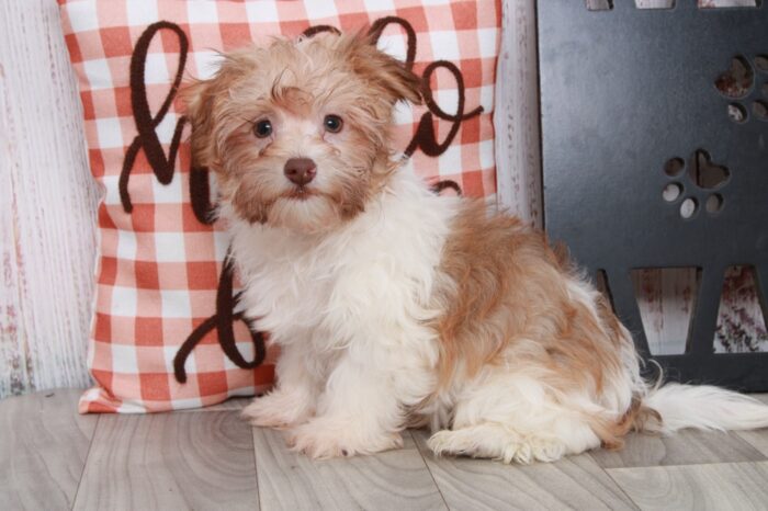 Aladdin - Cuddly Little ACA Tan/Wht Male Havanese Puppy - Image 5