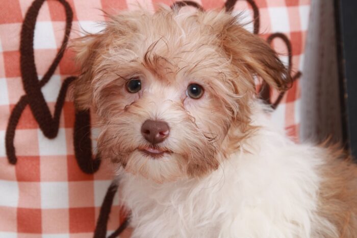 Aladdin - Cuddly Little ACA Tan/Wht Male Havanese Puppy - Image 4