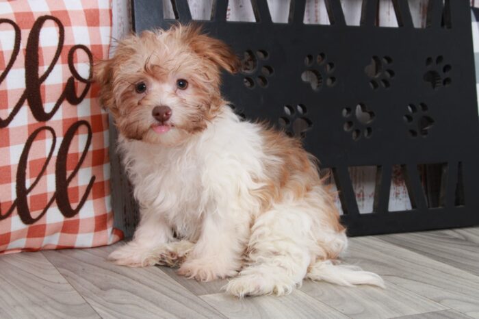 Aladdin - Cuddly Little ACA Tan/Wht Male Havanese Puppy - Image 3
