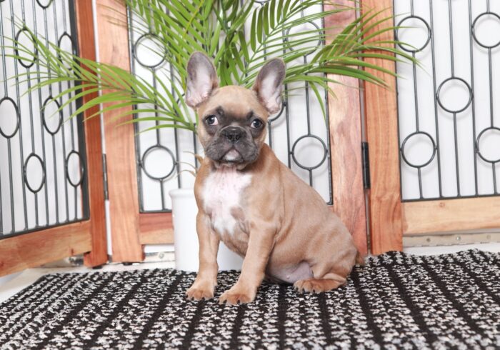 Alba- Sweet AKC Fawn Female Frenchie Puppy