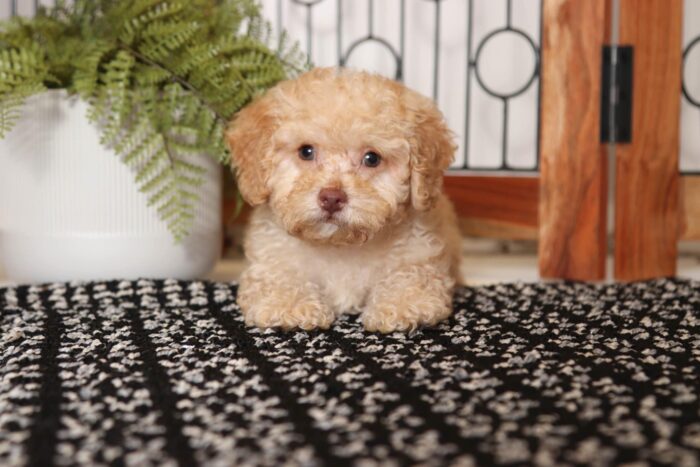 Alba- Fabulous Female Toy ACA Poodle Puppy