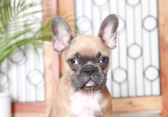 Alba- Sweet AKC Fawn Female Frenchie Puppy - Image 2