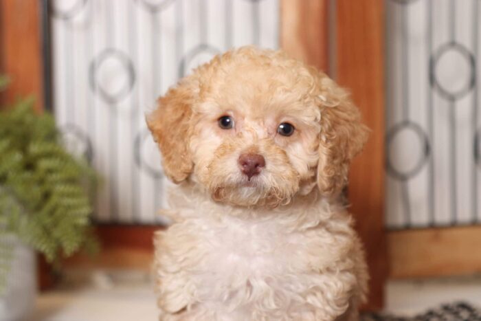 Alba- Fabulous Female Toy ACA Poodle Puppy - Image 2