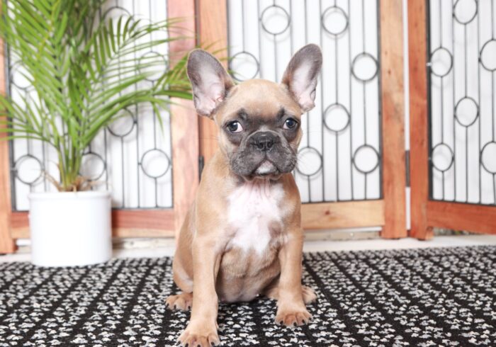 Alba- Sweet AKC Fawn Female Frenchie Puppy - Image 3