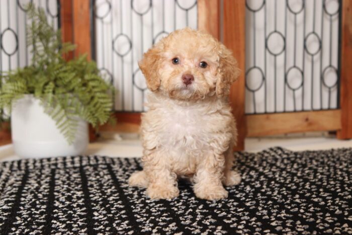 Alba- Fabulous Female Toy ACA Poodle Puppy - Image 3