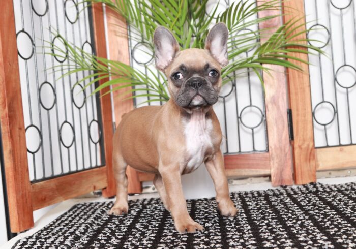 Alba- Sweet AKC Fawn Female Frenchie Puppy - Image 4