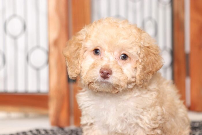 Alba- Fabulous Female Toy ACA Poodle Puppy - Image 4
