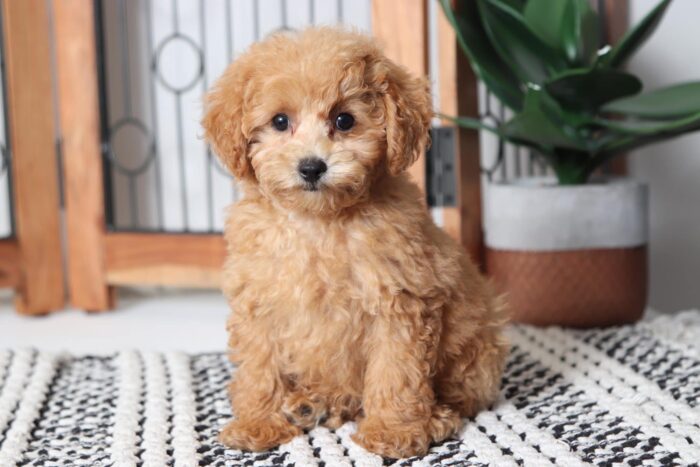 Alex - Playful ACA Male Toy Poodle Puppy