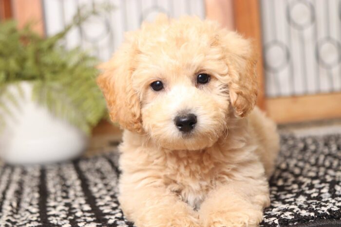 Gabby- Great Little Female Poochon Puppy
