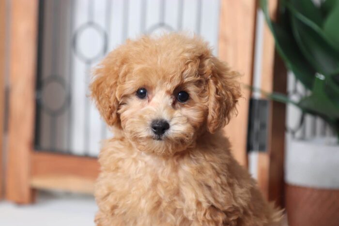 Alex - Playful ACA Male Toy Poodle Puppy - Image 2