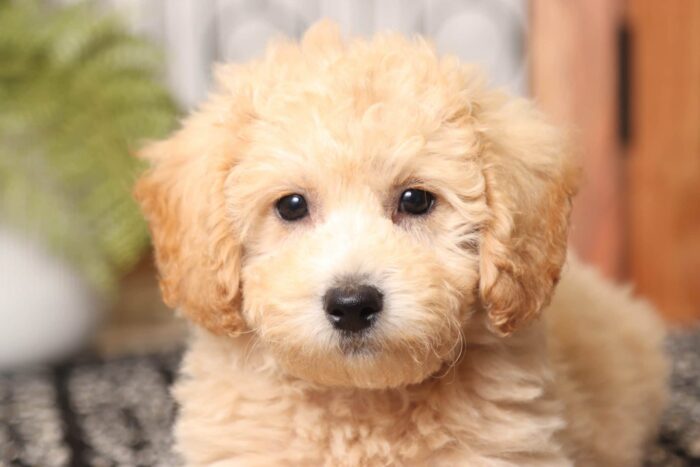 Gabby- Great Little Female Poochon Puppy - Image 2