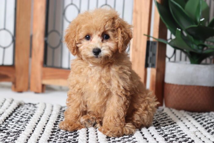 Alex - Playful ACA Male Toy Poodle Puppy - Image 3