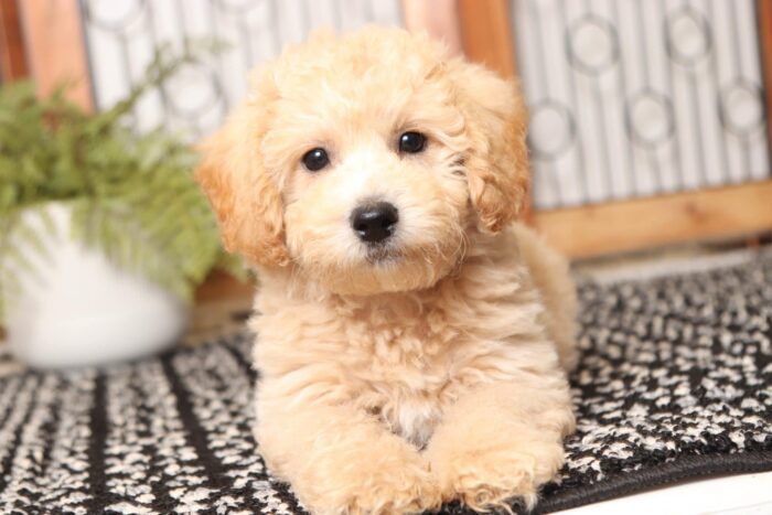 Gabby- Great Little Female Poochon Puppy - Image 3