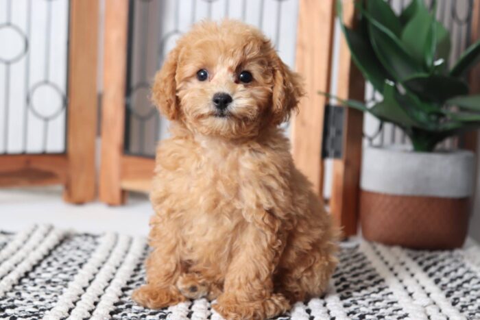 Alex - Playful ACA Male Toy Poodle Puppy - Image 4