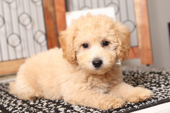 Gabby- Great Little Female Poochon Puppy - Image 4