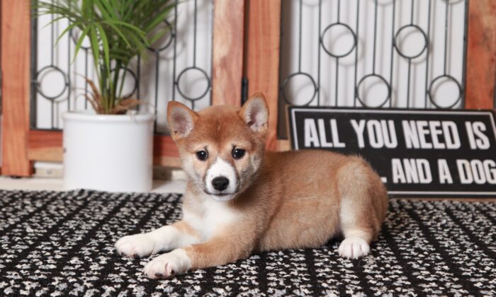 Alexa - Loving Red Female ACA Shiba Inu Puppy
