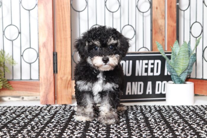 Alexa- Spunky Little Phantom ICA Mini Female Poodle