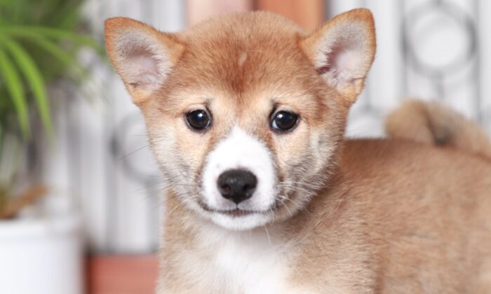 Alexa - Loving Red Female ACA Shiba Inu Puppy - Image 2