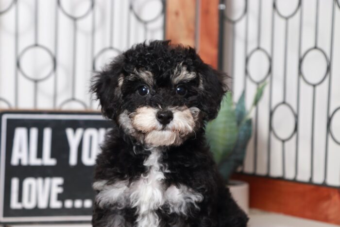 Alexa- Spunky Little Phantom ICA Mini Female Poodle - Image 2