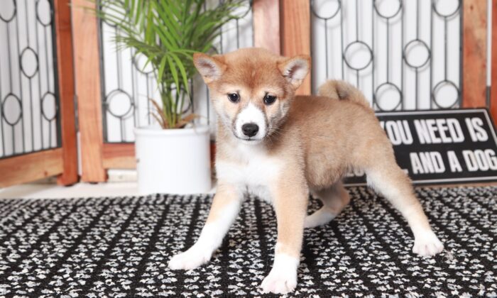 Alexa - Loving Red Female ACA Shiba Inu Puppy - Image 3