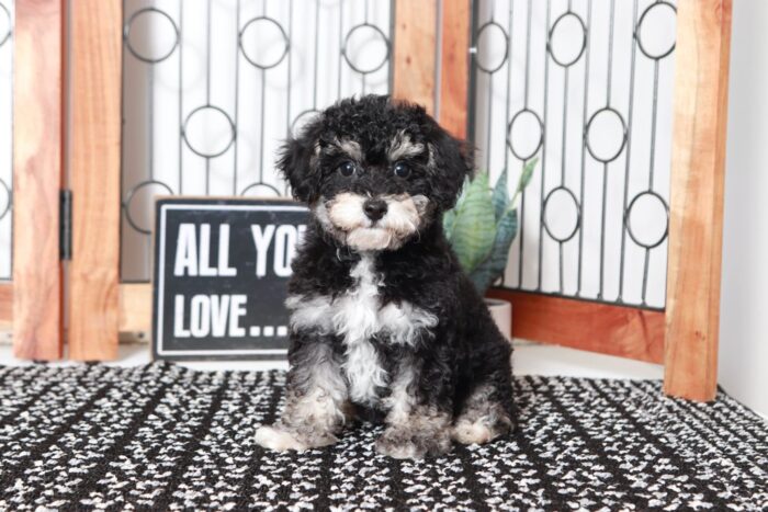 Alexa- Spunky Little Phantom ICA Mini Female Poodle - Image 3