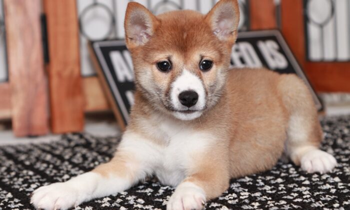 Alexa - Loving Red Female ACA Shiba Inu Puppy - Image 4