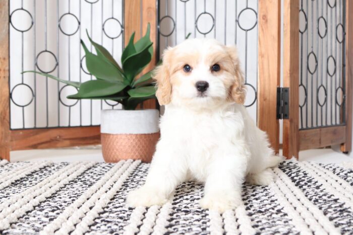 Alfred - Cuddly Male Cavachon Puppy